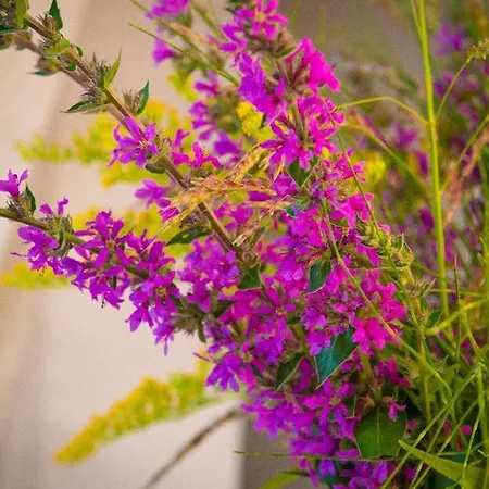 Panzió La Caramellina Cortazzone